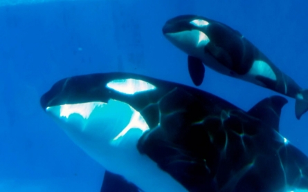 Killer whale show at SeaWorld to be scrapped